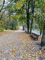 camino de otoño en el bosque en el parque foto