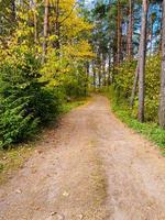 camino de otoño en el bosque en el parque foto