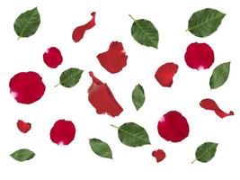 Falling red rose petals and green leaves isolated on white background. applicable for design of greeting cards on Valentine's Day photo