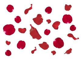 Red rose falling red rose petals isolated on white background. applicable for design of greeting cards on Valentine's Day photo