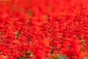 Close up of a beautiful flower bed with red flowers, soft selective focus photo