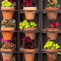 Rows of different plants  and flowers in pots in a street flowerbed photo