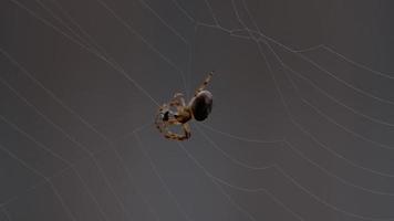 Spider Garden spider  Araneus  weaves a web video