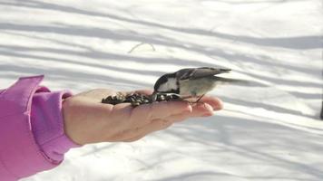 Titmouse bird in women's hand eat seeds, winter, slow motion video