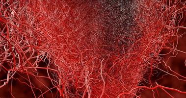 System many small capillaries branch out of the large blood vess photo