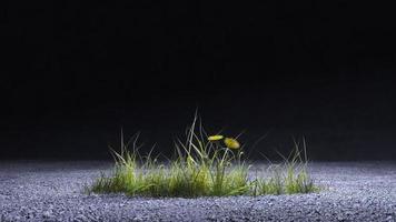 The theme of ecology, the plant grows on asphalt 3d render photo