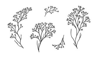Limonium floral illustration for badges and logo. Stamp labels for tag with isolated limonium flower. Hand drawn natural for simple rustic design element. vector