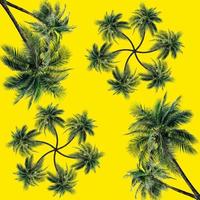 Green palm leaves pattern for nature concept,tropical coconut tree isolated on yellow background photo