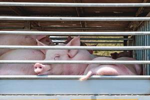 Truck transport pigs photo