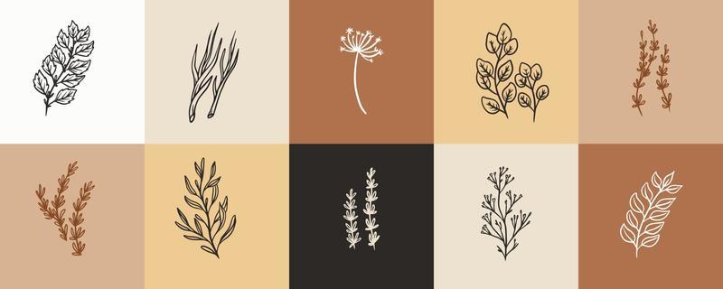 Collection of herbal plant illustration for vintage badges and logo. Stamp labels of seasoning plant. Set of Hand drawn natural sign for tag product in simple rustic design.