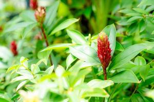 Costus speciosus or Indian Head Ginger in the garden photo