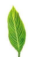 Green leaves pattern,leaf striped canna plant isolated on white background,include clipping path photo
