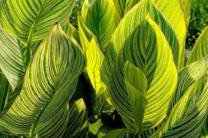 Green leaves pattern,leaf striped canna plant in garden