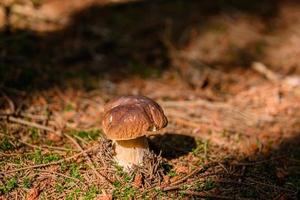 Mushroom in the forest photo