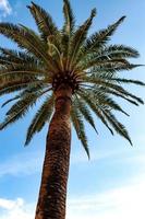 Palm tree and blue sky photo
