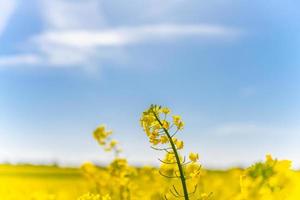 hermosos campos amarillos de colza bajo el sol primaveral foto