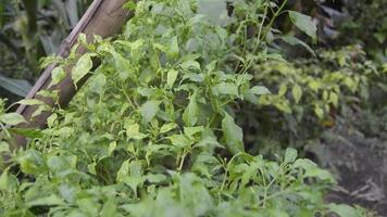 Chilli plant leaves blowing in the wind video