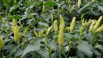 piments verts sur l'arbre avec le vent video