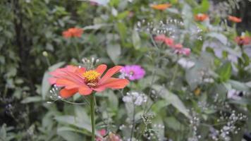 les fleurs de zinnia fleurissent dans le jardin video