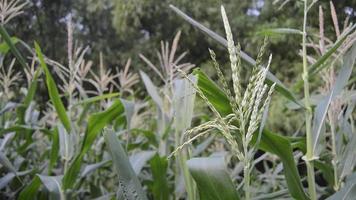 fuoco selettivo di piante di mais portate dal vento nel giardino video