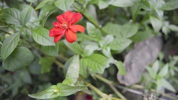 Zinnien blühen im Garten video