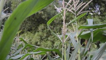 selective focus of windblown corn plants in the garden video