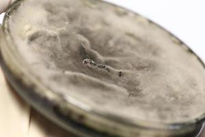 prueba de investigación bioquímica hongo creciente placa de petri. foto