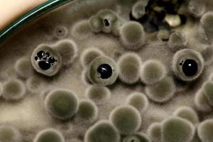 prueba de investigación bioquímica hongo creciente placa de petri. foto