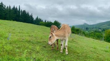 zwei Babykühe in der Landschaft von Georgia video