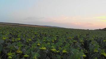 aéreo close-up campo de cultivo de girassol com após a temporada video