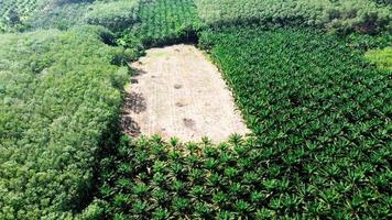 fotografía aérea de una gran plantación de palma aceitera en tailandia. convertir una vista de ángulo alto de una parcela de plantación de palma aceitera. concepto de aceite de palma foto