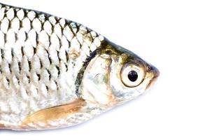 Barbodes gonionotus or Silver barb fish photo