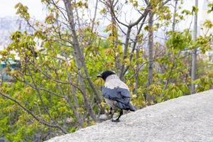 close-up of crow perched on a tree. portrait of crow. photo