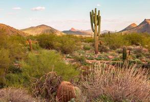 Sonoran desert Landscape images photo