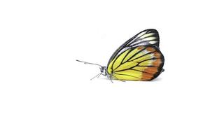 las mariposas monarca en naranja y muchos colores son naturalmente hermosas en el fondo blanco. foto