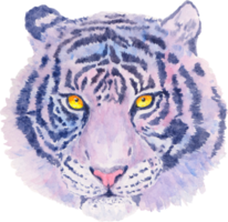 ilustração de tigre roxo em aquarela png