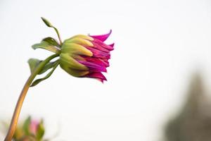 hermosos capullos de flores de color rosa con fondo borroso. capullo de flor de primavera. capullo de flor de dalia vista natural foto