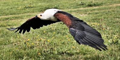 A view of an African Sea Eagle in Flight photo