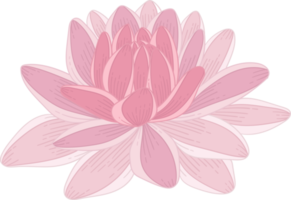 Hand drawn pink dahlia flower png