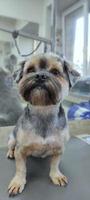 A shorn well-groomed dog on a groomer's table next to a comb lies photo