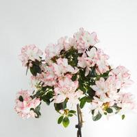 Close up of a beautiful pink and white azalea during blooming. White background. Spain photo