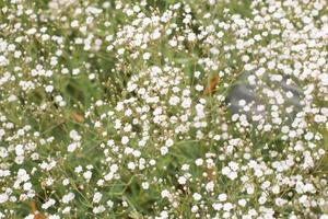 muchas flores silvestres blancas foto