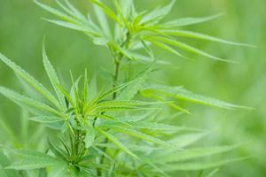 Green ripe cannabis plant in cannabis garden. Shallow depth of field and blurred background. Close-up photo