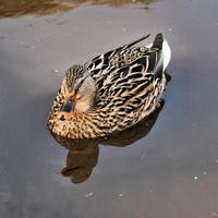 A close up of a Mallard Duck photo