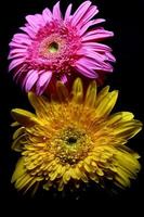 Snap of flower in black background photo