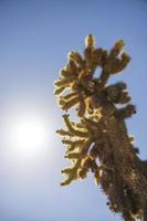 Cholla cactus garden in the middle of the desert photo