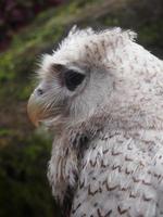 brown and white owl background photo with beautiful eyes