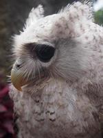 brown and white owl background photo with beautiful eyes