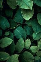 green plant leaves in the nature in spring season, green background photo