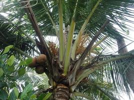 coconut tree in the garden photo